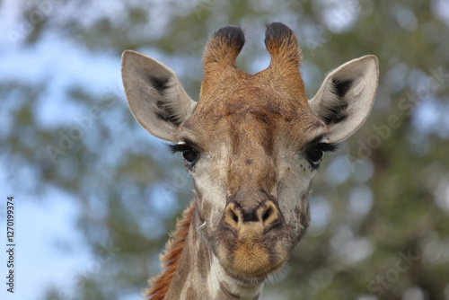 Photography Giraffe / Giraffe / Giraffa camelopardalis