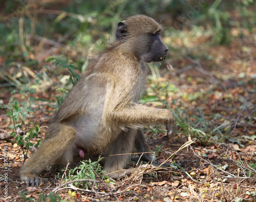 Bärenpavian / Chacma baboon / Papio ursinus