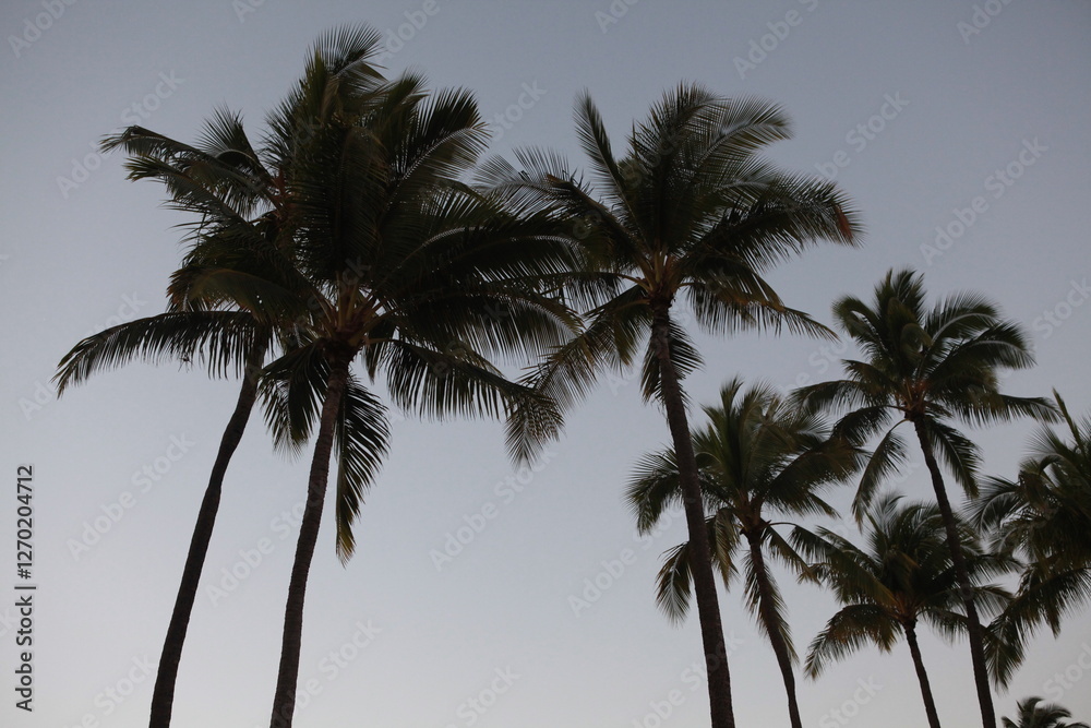Obraz premium Hawaiian coconut palm trees background