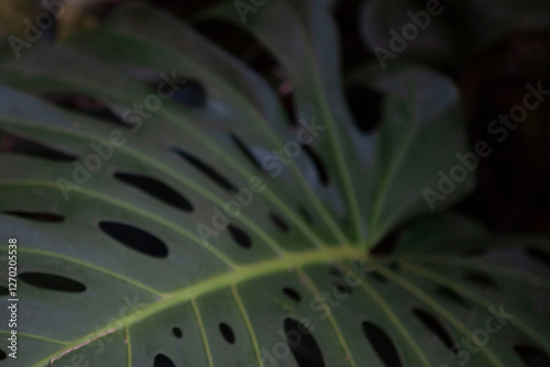 Monstera tropical leaf detail, dark background
