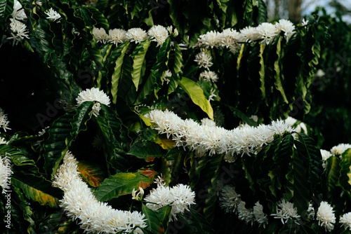 The beauty of coffee flower, fresh and white coffee flower blooming on the tree. photo