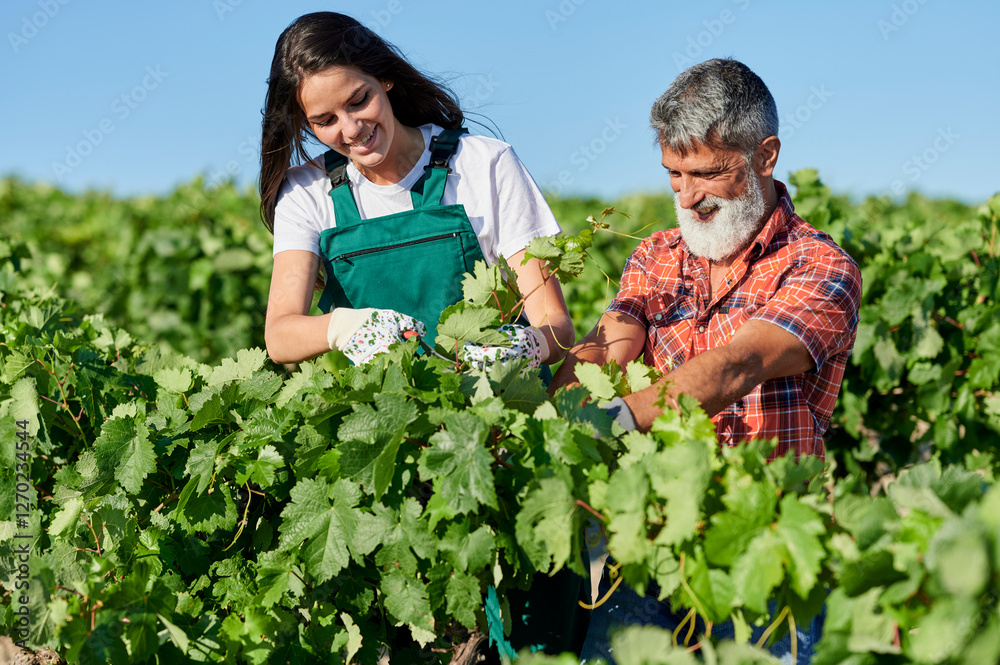 Winegrowers pruning grape vines in vineyard during sunny day Winegrowers pruning grape vines in vineyard during sunny day