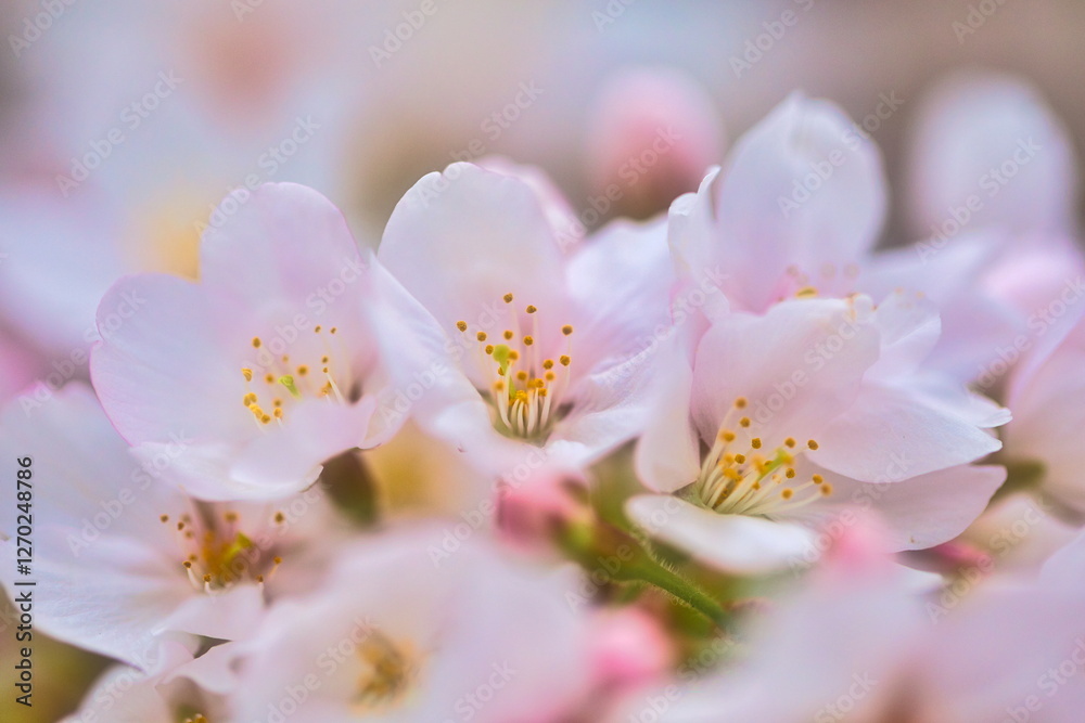 公園では枝垂れ桜が満開を迎え春の訪れを感じることが出来ます 公園では枝垂れ桜が満開を迎え春の訪れを感じることが出来ます