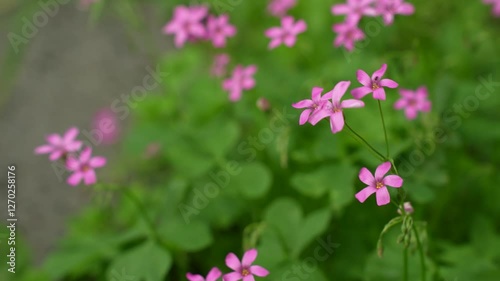 pink flowers in the garden, 덩이괭이밥