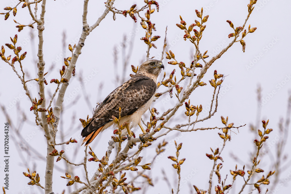 A Red-tailed Hawk perched upon a budding tree in the Spring at Cherry Creek State Park in Colorado. Viewed up close in side profile. A Red-tailed Hawk perched upon a budding tree in the Spring at Cherry Creek State Park in Colorado. Viewed up close in side profile.