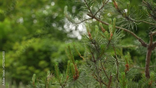 pine tree branches