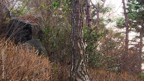 squirrel in the grass