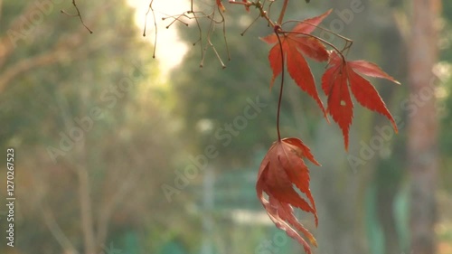 red autumn leaves