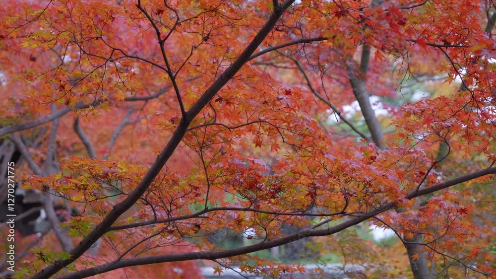Locked off tripod shot over vibrant red maple colors during autumn Locked off tripod shot over vibrant red maple colors during autumn