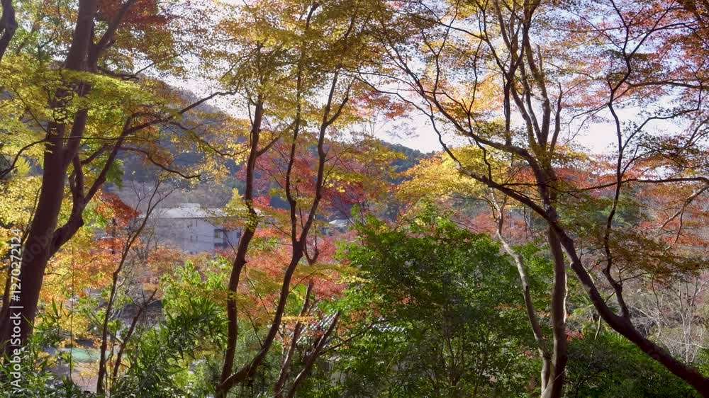 Slow motion slider over forest foliage with autumn colors Slow motion slider over forest foliage with autumn colors