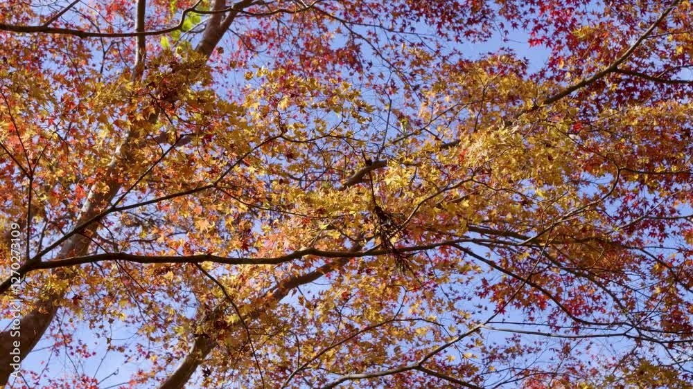 Close up over stunning vibrant autumn color leaves against blue sky Close up over stunning vibrant autumn color leaves against blue sky