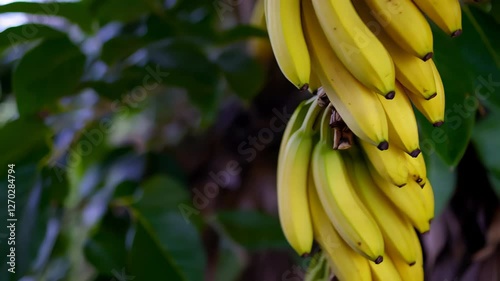 A close-up of a bunch of ripe yellow bananas hanging on a banana tree with green leaves. Concept of tropical farming and nutrition