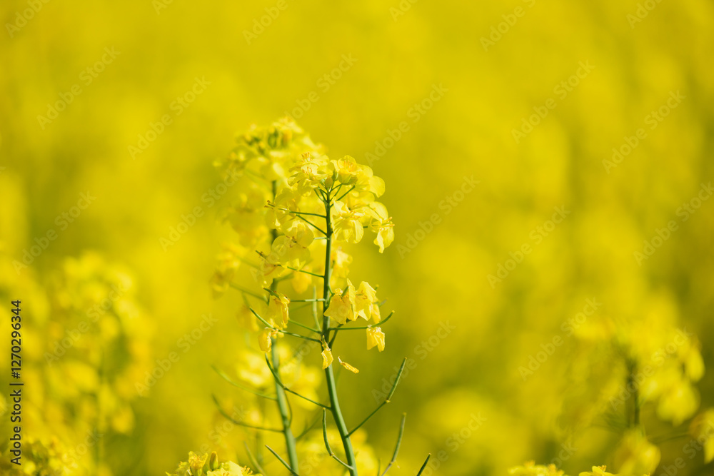 Obraz premium 北海道の菜の花畑