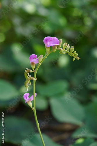 Close-up of Australia Native Coastal Jack Bean (Canavalia rosea) blossom in the garden