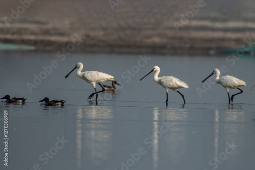 Eurasian Spoonbills Foraging in Shallow Waters at Little Rann of Kutch photo