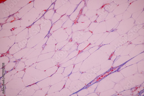 Showing Light micrograph of the Adrenal gland, Spleen human and Other human tissues under the microscope for education in the laboratory.
