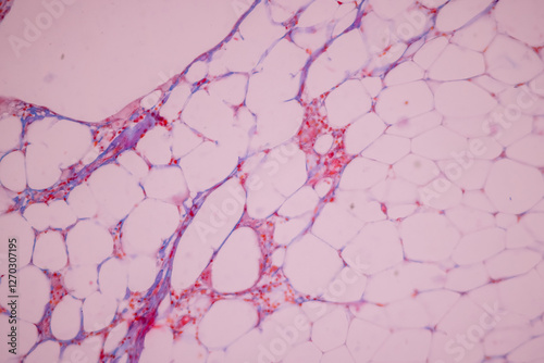 Showing Light micrograph of the Adrenal gland, Spleen human and Other human tissues under the microscope for education in the laboratory.