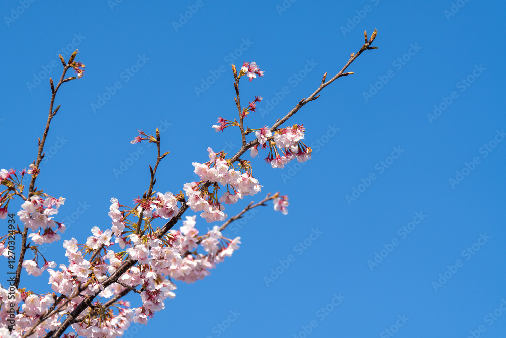 Pink cherry blossom(Cherry blossom, Japanese flowering cherry) on the Sakura tree. Sakura flowers are representative of Japanese flowers. The main part of the winter pass. I love everyone. Pink cherry blossom(Cherry blossom, Japanese flowering cherry) on the Sakura tree. Sakura flowers are representative of Japanese flowers. The main part of the winter pass. I love everyone.