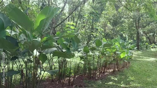 The green branches and twigs of the trees moved in the wind.