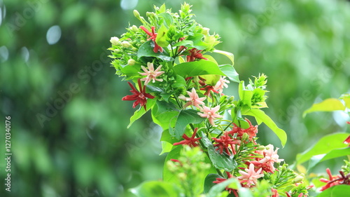 The Dutch Jasmine flower can vary in color from pinkish white to red, and is long-lasting and can flower non-stop.