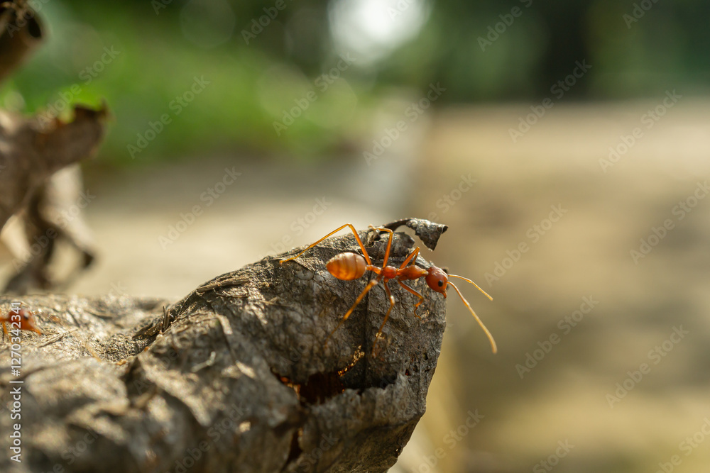 Worker ants and light bokeh background, (Oecophylla smaragdina F.)
