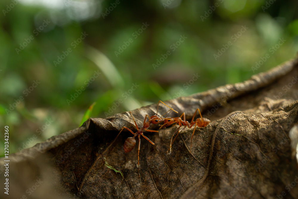 Worker ants and light bokeh background, (Oecophylla smaragdina F.)
Worker ants and light bokeh background, (Oecophylla smaragdina F.)