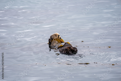 Photography sea otter in ocean