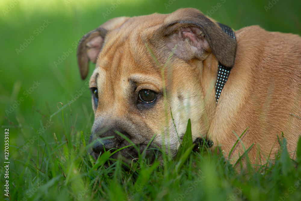 Portrait of a Mastiff puppy laying in the grass