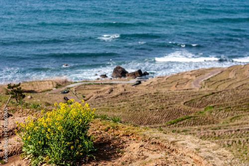 石川県輪島市　白米千枚田　棚田と菜の花　3月
 photo