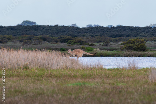 Australian landscape with Kangaroo