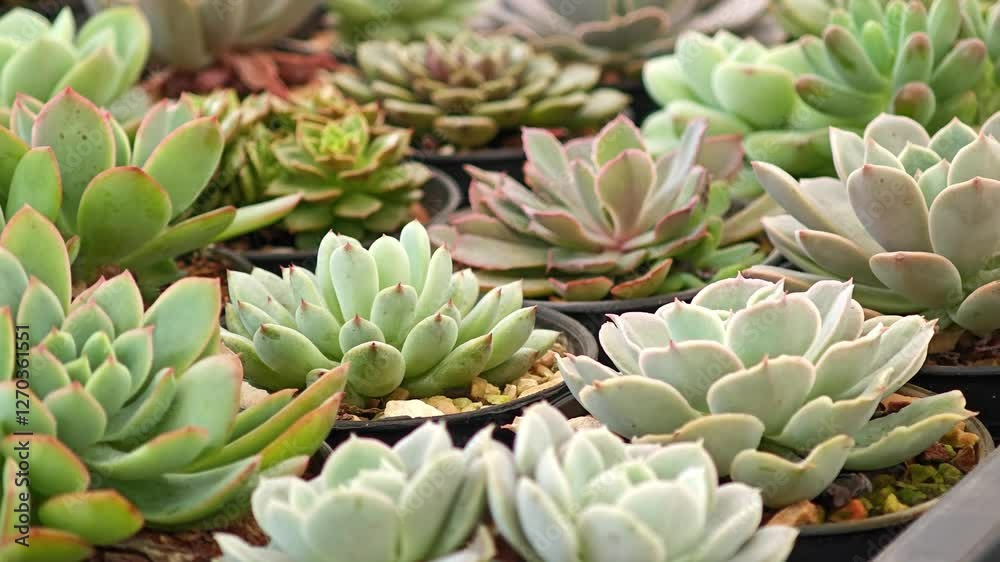 Ornamental plant, Echeveria elegans that thrives in a pot in the garden.
Ornamental plant, Echeveria elegans that thrives in a pot in the garden.