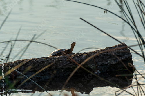 Turtle on bark