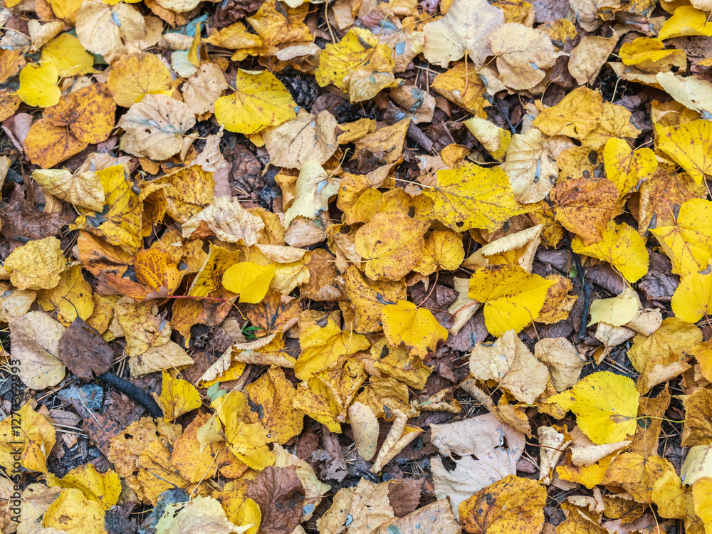 Orange and yellow fallen leaves in the sunlight. Orange and yellow fallen leaves in the sunlight.