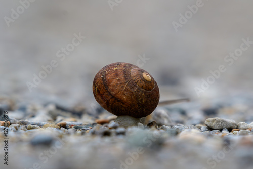snail on the ground