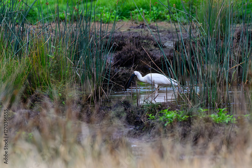 Spoonbill in wetlands