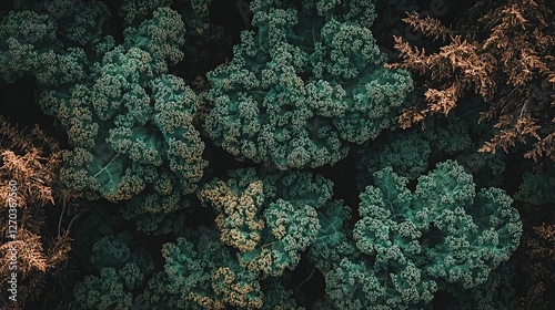 Close-up of textured kale leaves. photo