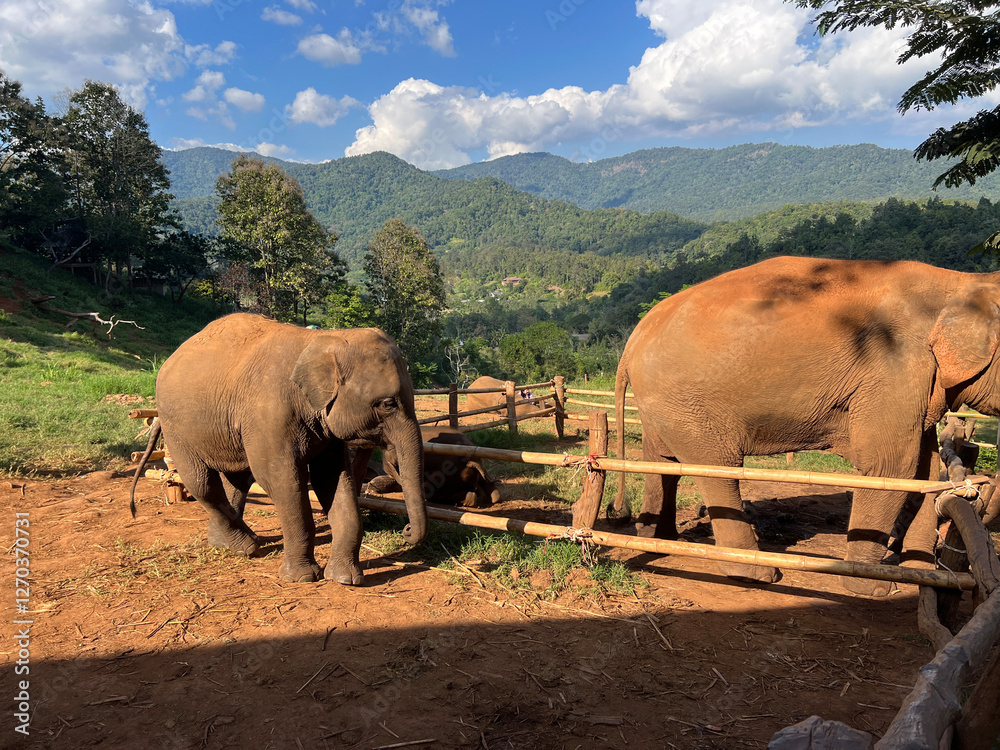 Elefin farm around Chiang mai