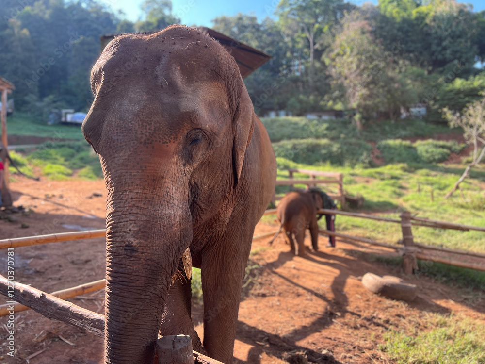 Elepehant at Elefin farm around Chiang mai