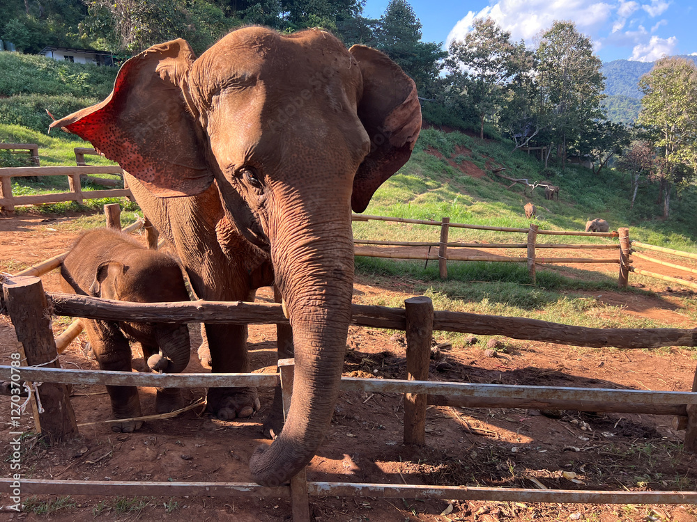 Mother and baby elepehant at Elefin farm around Chiang mai