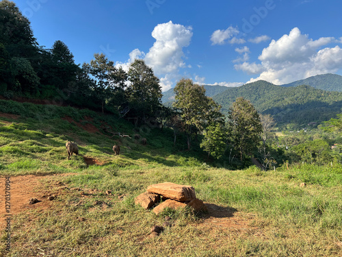 Elephants at Elefin farm around Chiang mai