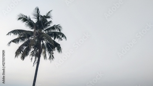 Coconut tree with copy space