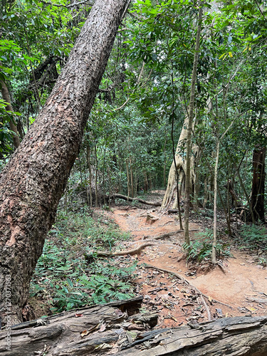Hiking path towards Wat Phra That Doi Suthep