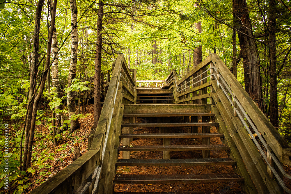 A rustic wooden staircase winds through a lush Michigan forest, inviting hikers and nature lovers into a peaceful, green sanctuary. Sunlight filters through the trees, illuminating the weathered wood. A rustic wooden staircase winds through a lush Michigan forest, inviting hikers and nature lovers into a peaceful, green sanctuary. Sunlight filters through the trees, illuminating the weathered wood.