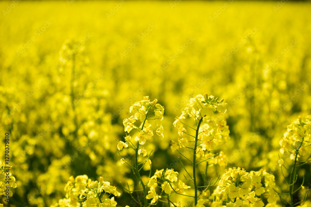 Obraz premium 北海道の菜の花畑