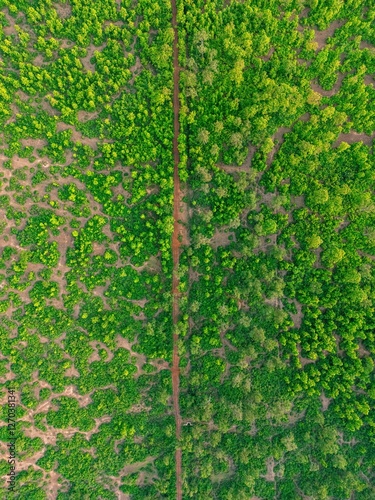A breathtaking drone view of a dense jungle with fresh new leaves covering the trees. A narrow, winding muddy road cuts through the vibrant greenery, blending seamlessly into the wild landscape.