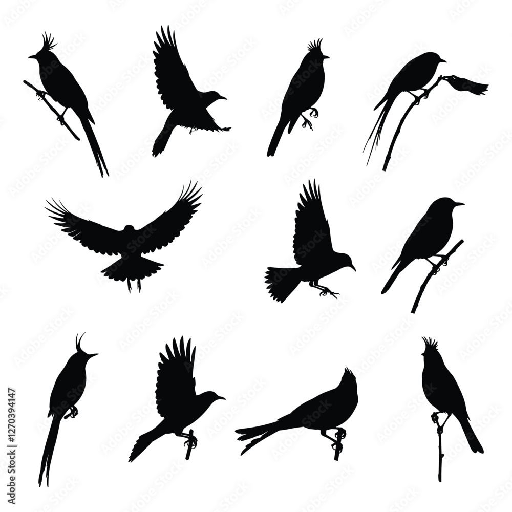 Obraz premium A Birds silhouettes collection illustration with white background