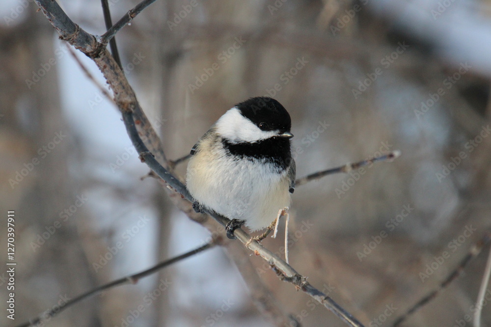 Obraz premium Chickadee On The Branch, Gold Bar Park, Edmonton, Alberta