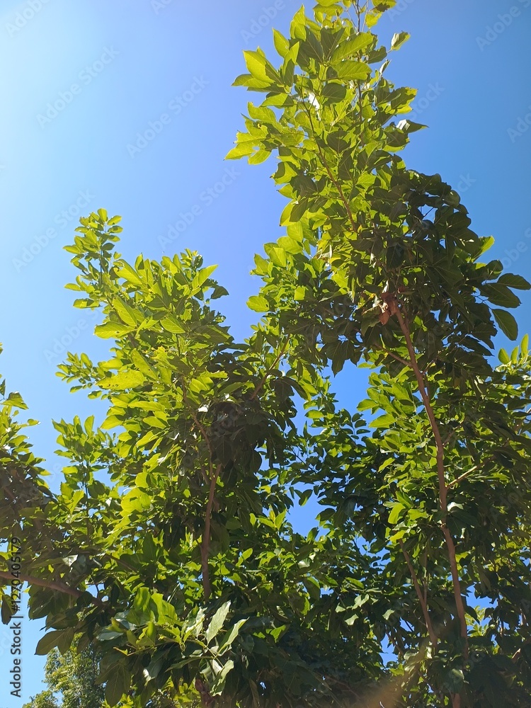 Fototapeta premium green leaves against blue sky