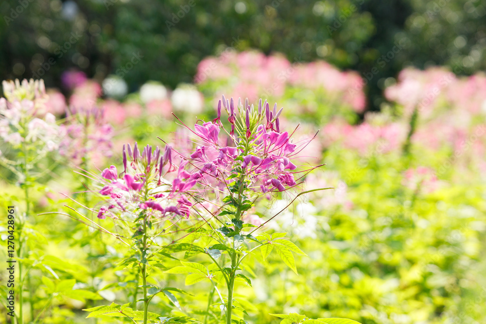 Obraz premium Cleome or Spider flower or Bee plants cheerful blooming in park.