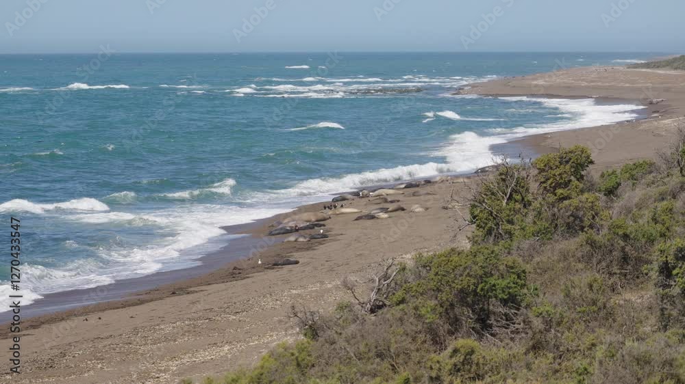 Vast shoreline with ocean waves with sea lions and elephant seals on a beach, Patagonia, Argentina. Vast shoreline with ocean waves with sea lions and elephant seals on a beach, Patagonia, Argentina.